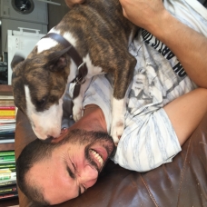 Image pour l'annonce Vend bull terrier miniature
