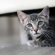 Image pour l'annonce Donne Chaton Mâle 3 mois