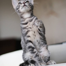 Image pour l'annonce Donne Chaton Mâle 3 mois