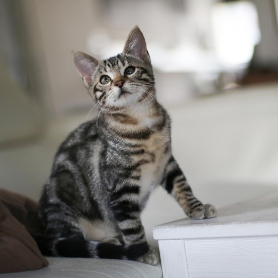 Image pour l'annonce Chaton Femelle