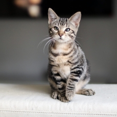 Image pour l'annonce Chaton Femelle