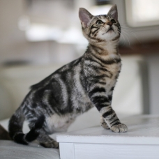 Image pour l'annonce Chaton Femelle