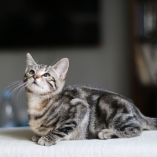 Image pour l'annonce Chaton Femelle
