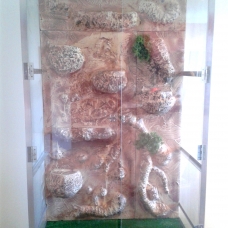 Image pour l'annonce Terrarium grande taille, idéal caméléon
