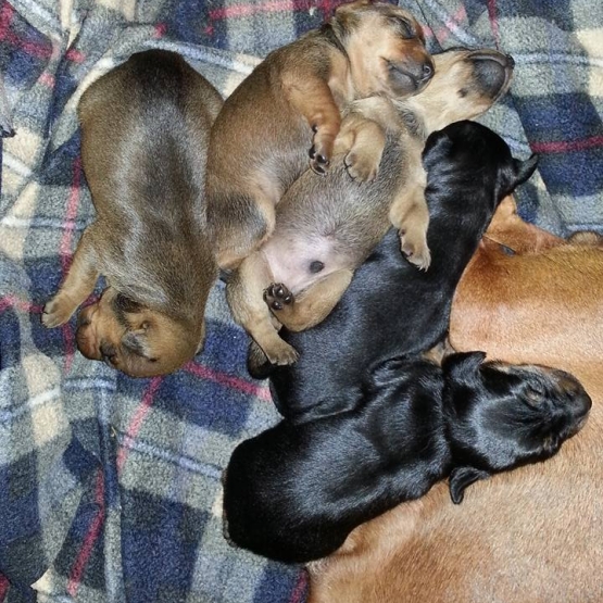 Image pour l'annonce vends pinscher toy