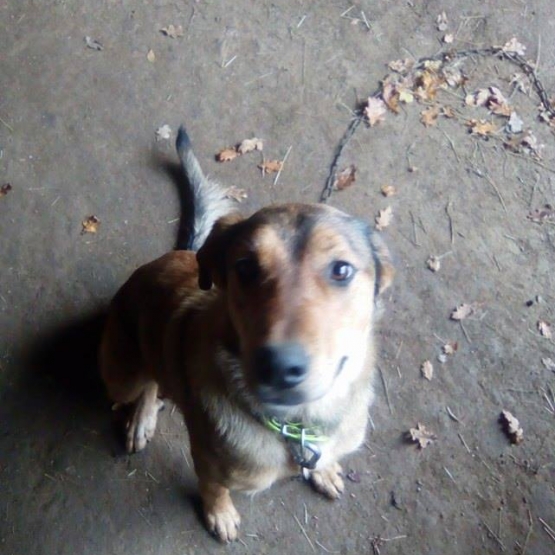 Image pour l'annonce donne chiot croiser beauceron