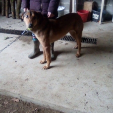 Image pour l'annonce donne chiot croiser beauceron
