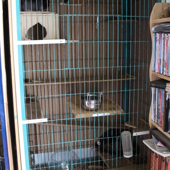 Image pour l'annonce Famille de trois chinchillas : 2 femelles et 1 mâle castré