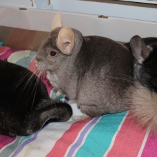 Image pour l'annonce Famille de trois chinchillas : 2 femelles et 1 mâle castré