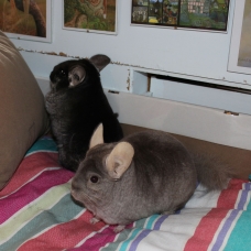 Image pour l'annonce Famille de trois chinchillas : 2 femelles et 1 mâle castré