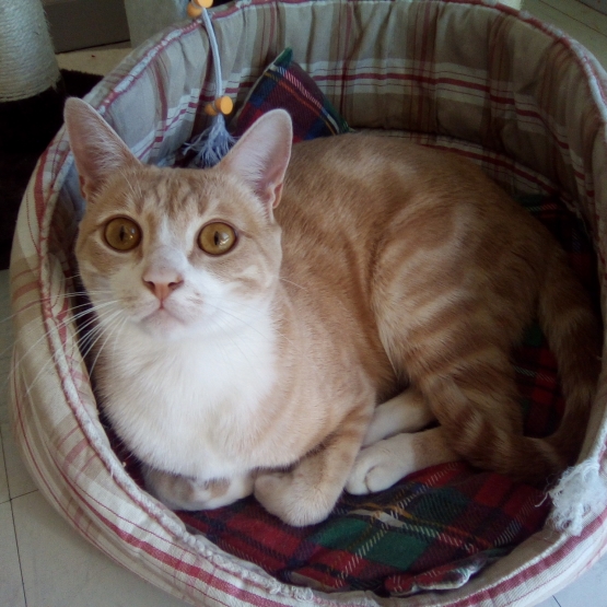 Image pour l'annonce donne chat
