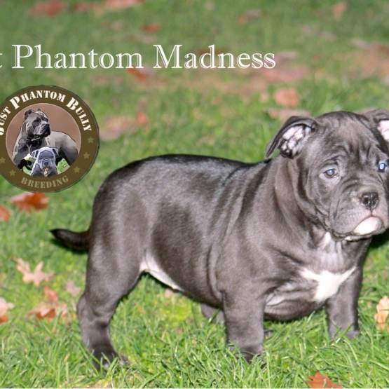 Image pour l'annonce Vends chiots american bully pocket