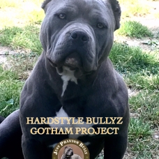 Image pour l'annonce Vends chiots american bully pocket