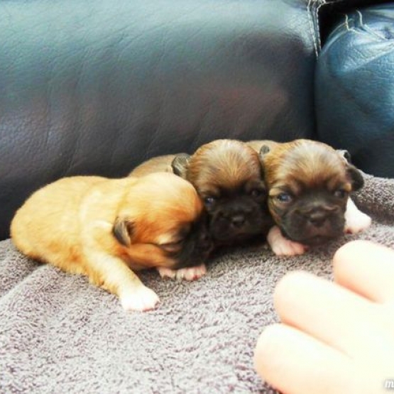 Image pour l'annonce donne chiots pékinois lof