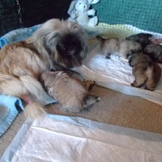 Image pour l'annonce donne chiots pékinois lof