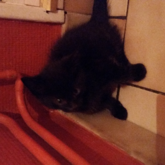 Image pour l'annonce Donne 3 chatons