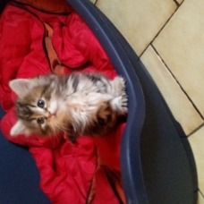 Image pour l'annonce Donne 3 chatons