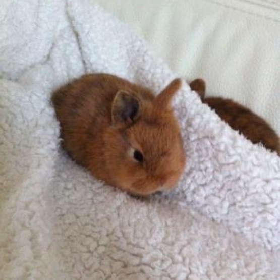 Image pour l'annonce BÉBÉS lapins nains à donner