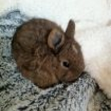 Image pour l'annonce BÉBÉS lapins nains à donner