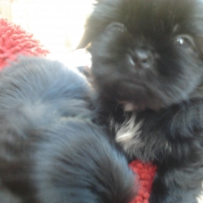 Image pour l'annonce A donner shih tzu