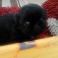 Image pour l'annonce A donner shih tzu