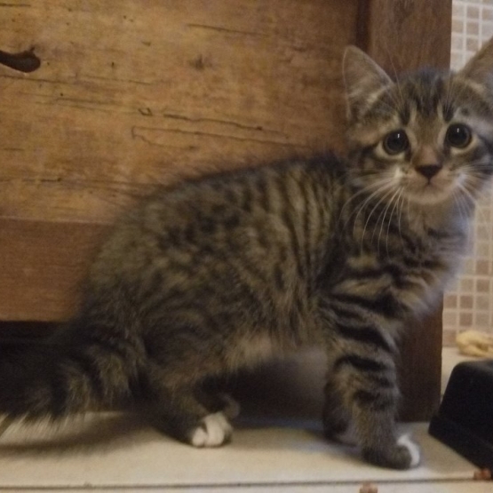 Image pour l'annonce DONNE CHATONS
