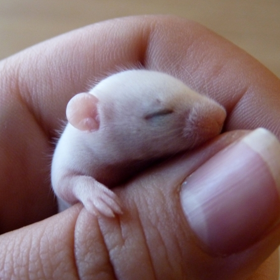 Image pour l'annonce Donne Souris...SOURICEAUX