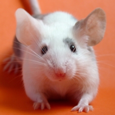 Image pour l'annonce Donne Souris...SOURICEAUX