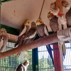 Image pour l'annonce vend  oiseaux calopsittes