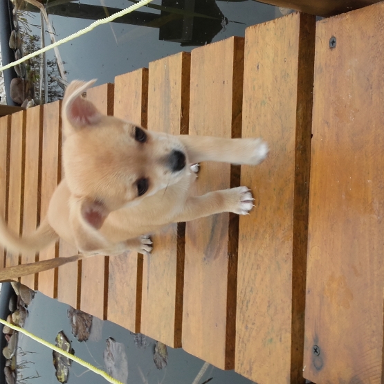 Image pour l'annonce Vend chihuahua