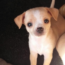 Image pour l'annonce Vend chihuahua