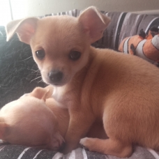 Image pour l'annonce Vend chihuahua