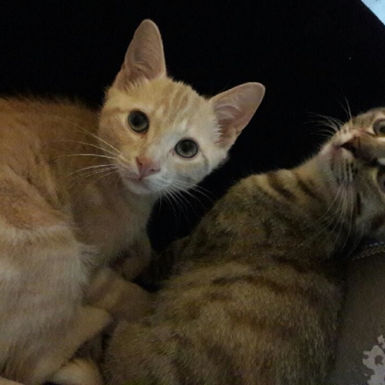 Image pour l'annonce Donne deux chatons