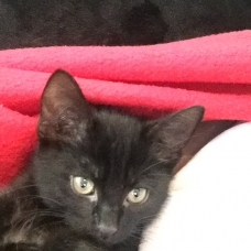 Image pour l'annonce Donne chaton
