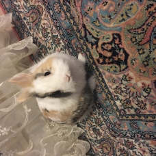 Image pour l'annonce Lapin nain