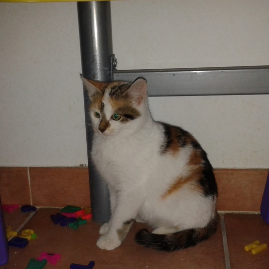 Image pour l'annonce chaton à donner