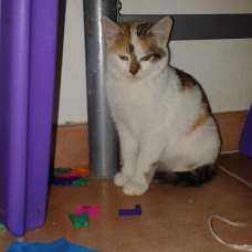 Image pour l'annonce chaton à donner