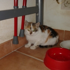 Image pour l'annonce chaton à donner