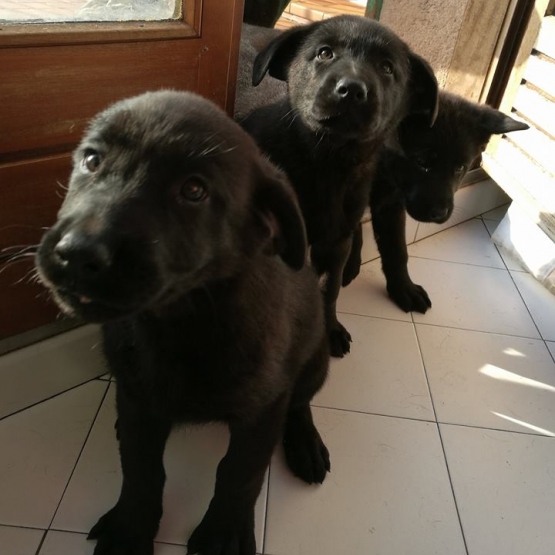 Image pour l'annonce Donne chiots croisée labrador/berger allemand