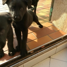 Image pour l'annonce Donne chiots croisée labrador/berger allemand