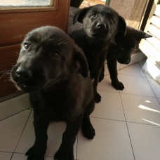 Image pour l'annonce Donne chiots croisée labrador/berger allemand