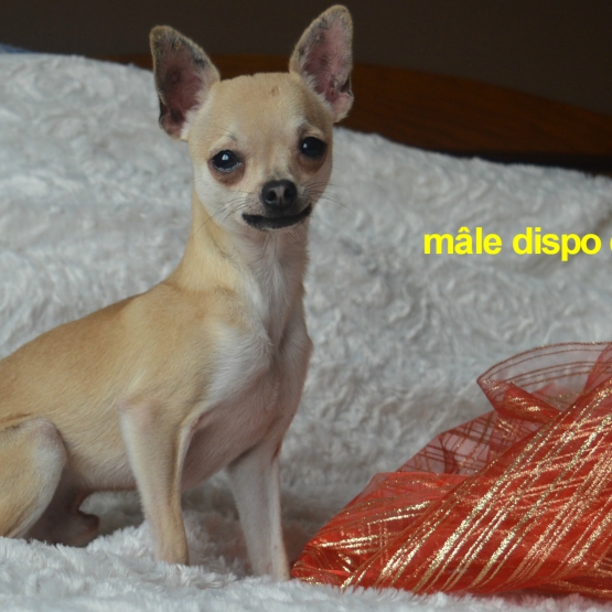 Image pour l'annonce chiot chihuahua