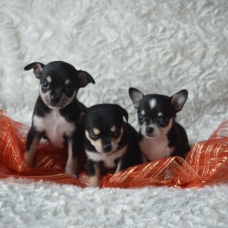 Image pour l'annonce chiot chihuahua