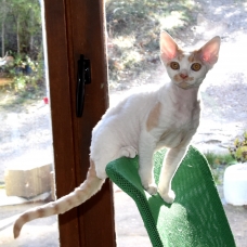 Image pour l'annonce Vends chatons Devon Rex