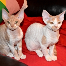 Image pour l'annonce Vends chatons Devon Rex