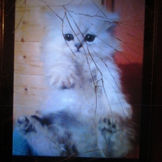 Image pour l'annonce CHATONS mâles type persan
