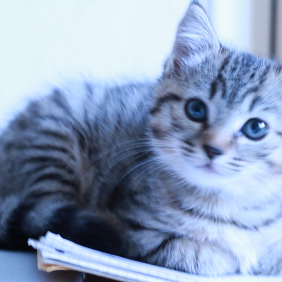 Image pour l'annonce donne chaton femelle contre bons soins