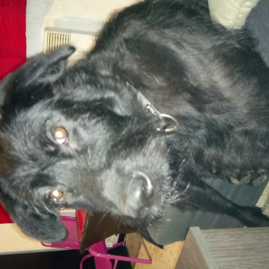 Image pour l'annonce Donne jeune chien croisé Beauceron et Bouvier des flandres