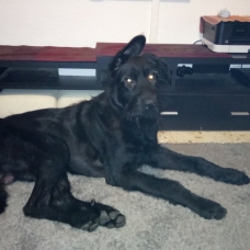 Image pour l'annonce Donne jeune chien croisé Beauceron et Bouvier des flandres