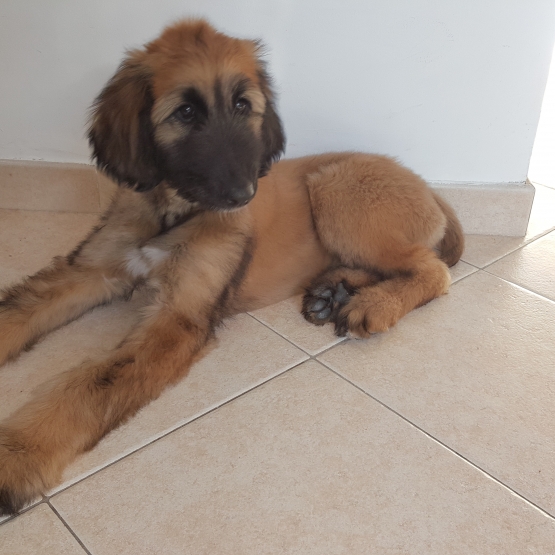 Image pour l'annonce Vends chiot lévrier afghan